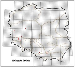 Volucella_inflata_mapa_RO.jpg