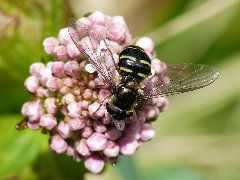 P1080286.JPG (1.58 MiB) Obejrzany 6309 razy P1080286.JPG