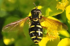 Chrysotoxum_2418_ZG_okol_Lesnego.jpg