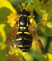 Chrysotoxum_2442_ZG_okol_Lesnego.jpg