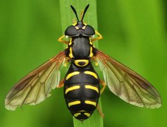 Chrysotoxum_6921_Chyze.jpg