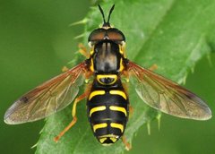 Chrysotoxum_7157_Chyze.jpg