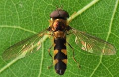 Syrphidae_3314.jpg