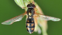 Melanostoma_4732_Jany_WT45.jpg