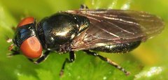 Chrysogaster_solstitialis_8938_Pawski_Lug.jpg