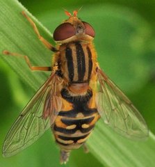 Parhelophilus_versicolor_6828_Chyze.jpg