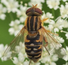 Parhelophilus_versicolor_7046_Chyze.jpg