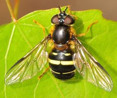 Dasysyrphus_tricinctus_1391_ZG_Lesne.jpg