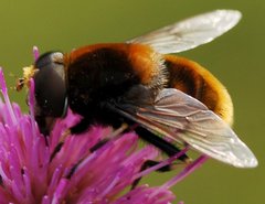 Eristalis_intricaria_4510.jpg