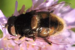 Eristalis_intricaria_9491.jpg