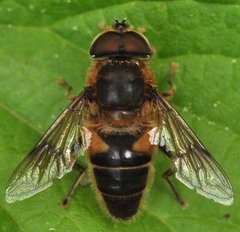 Eristalis_0135_Gabin.jpg