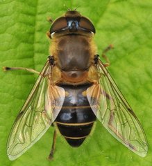 Eristalis_0176_Gabin.jpg