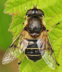 Eristalis_0181_Gabin.jpg