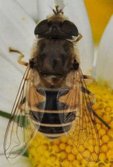 Eristalis_0187_Gabin.jpg