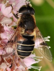 Eristalis_1464.jpg