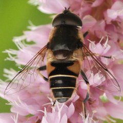 Eristalis_1467.jpg