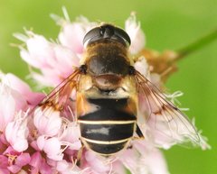 Eristalis_1580.jpg