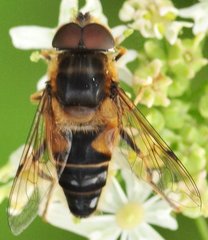 Eristalis_2677.jpg