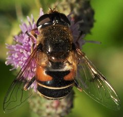 Eristalis_3238_Grabin_WT17.jpg