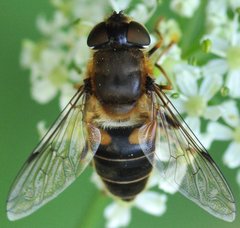 Eristalis_3472_Grochowo_WU10.jpg