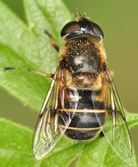 Eristalis_4305_Pozrzadlo.jpg