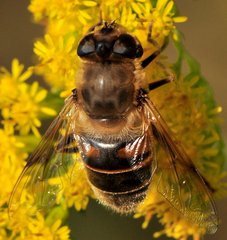 Eristalis_5159.jpg