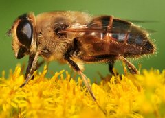 Eristalis_5150.jpg