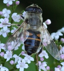 Eristalis_6561.jpg