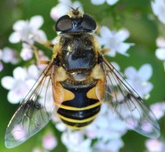 Eristalis_6568.jpg