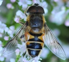 Eristalis_6574.jpg