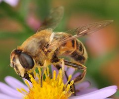 Eristalis_6693.jpg