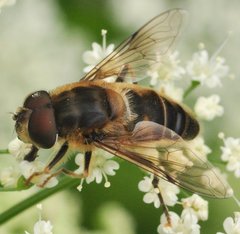 Eristalis_7017_Chyze.jpg