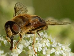 Eristalis_7330.jpg