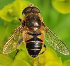 Eristalis_8464.jpg