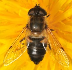 Eristalis_9091_ZG_Lesne.jpg