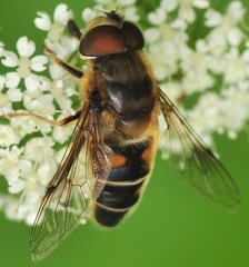 Eristalis_9521_Dlugoszynek.jpg