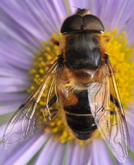 Eristalis_9687_Ochla.jpg