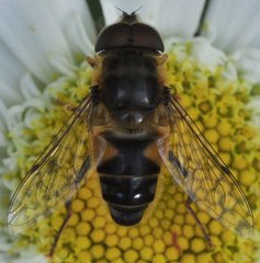 Eristalis_9711_Ochla.jpg