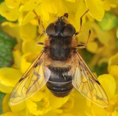 Syrphidae_Eristalis_9794_ZG_Lesne_WT35.jpg