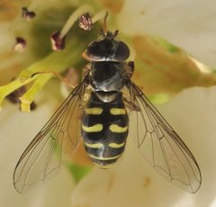 Dasysyrphus_0371_Kaczenice_WT24.jpg