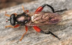 Chalcosyrphus_valgus-rufipes-femoratus_2012_Slone_WT25.jpg