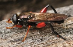 Chalcosyrphus_valgus-rufipes-femoratus_2015_Slone_WT25.jpg