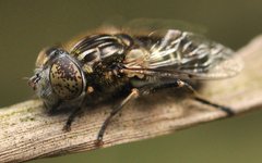 Eristalinus_sepulchralis_5780_Goscim_WU54.jpg