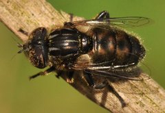 Eristalinus_sepulchralis_5793_Goscim_WU54.jpg