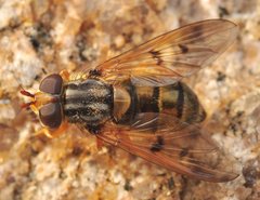 Ferdinandea_0283_N_Bobrzanski_WT13.jpg (355.52 KiB) Obejrzany 12974 razy Ferdinandea_0283_N_Bobrzanski_WT13.jpg