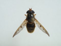 PC070371.JPG