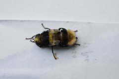 _DSC0157.JPG (1.09 MiB) Obejrzany 24588 razy _DSC0157.JPG