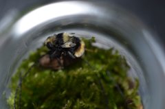 _DSC0044.JPG (1.59 MiB) Obejrzany 24588 razy _DSC0044.JPG