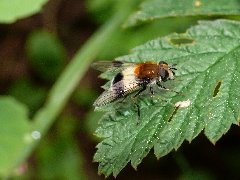 Leucozona_lucorum_0001.jpg