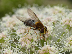 Leucozona_glaucia_0005.JPG